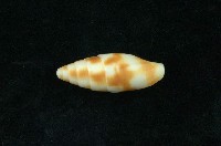 藏品( 塊斑筆螺)的圖片